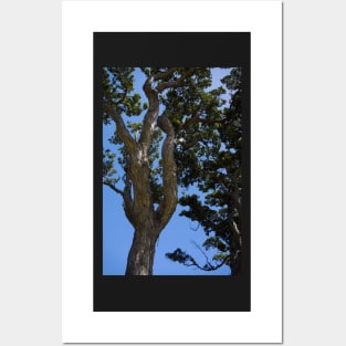 Gnarled Pohutukawa Trees. Posters and Art